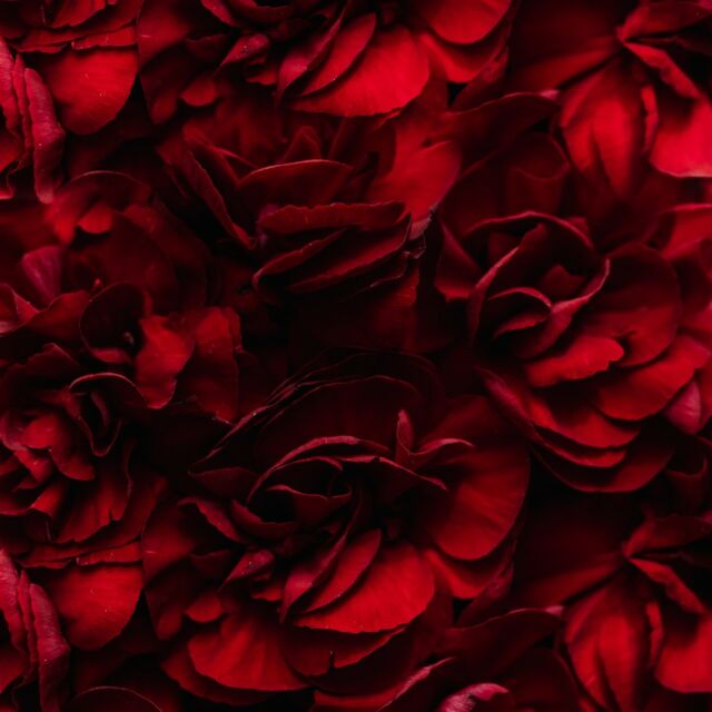 La croyance selon laquelle un bouquet d’œillets est signe de mauvais présage dans l'univers théâtral remonte au XIXe siècle.
A cette époque, les actrices et les acteurs de théâtre signaient des contrats ponctuels, renouvelés parfois chaque jour ou chaque ­semaine.
Les directeurs d’établis­sement attendaient alors la fin des représentations pour indiquer aux artistes s’ils les gardaient ou non, en leur offrant des fleurs. Le renvoi était exprimé par le bouquet de fleurs le moins cher de l’époque : des œillets.

#histoire #acteurs #comediens #croyance